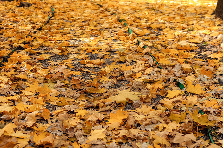 黄枫特写美丽的秋叶秋天风景背与金枫的秋天抽象背景秋季自然森林背景设图片