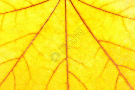 秋天黄色枫叶的特写镜头用于背景图片