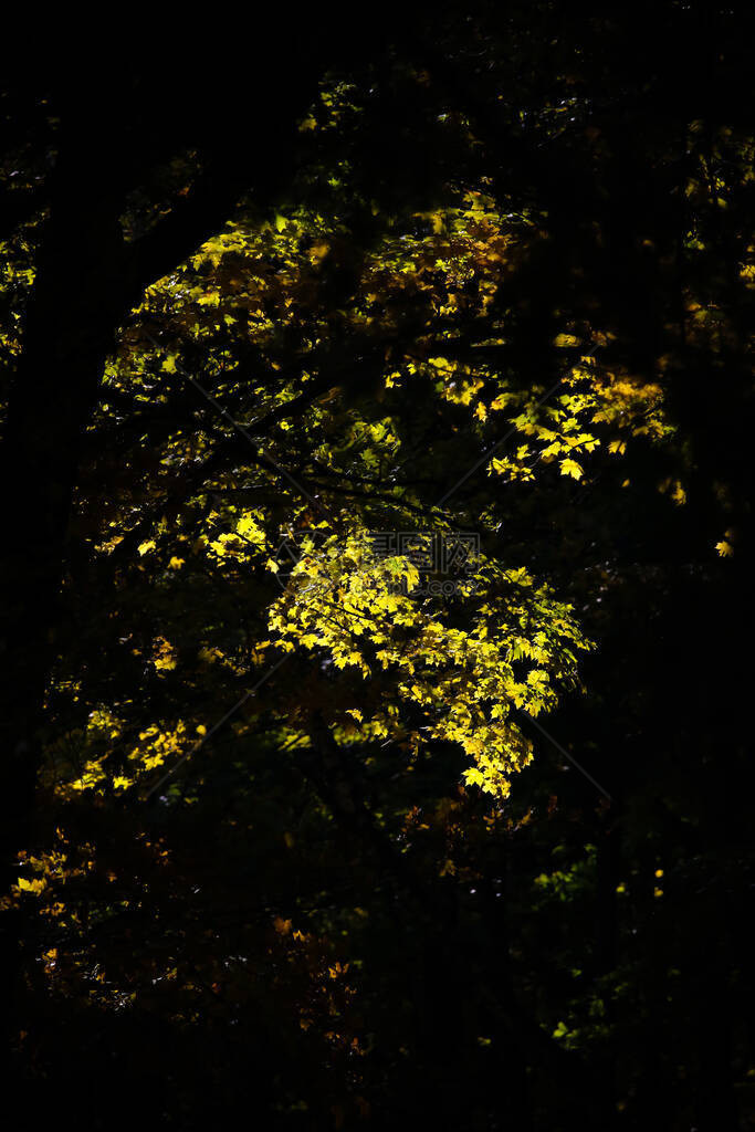 阳光在森林中吹过光芒向图片