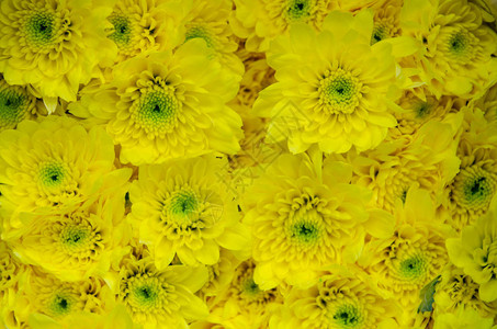 美丽的黄青菊花本图片