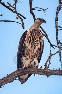 未成熟的非洲鹞鹰在朝右的树枝上图片