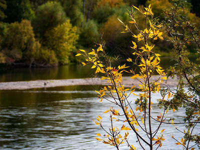 沿河黄叶的河岸秋天颜色变化图片