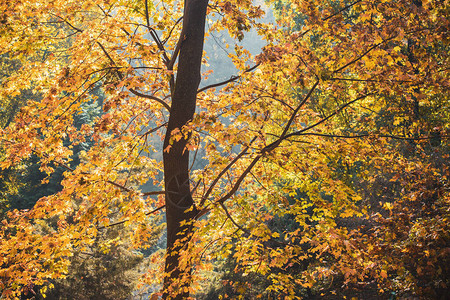 美丽的秋季森林场景图片