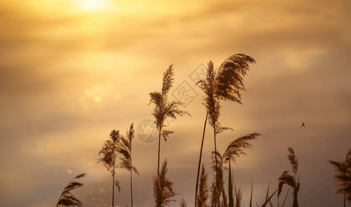 日落时湖上的芦苇丛背景图片