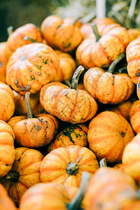 秋季万圣节或感恩节南瓜补丁市场展示的美丽成熟橙色南瓜的特写镜头图片
