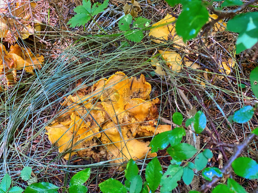 森林树中的鸡油菌黄色蘑菇图片