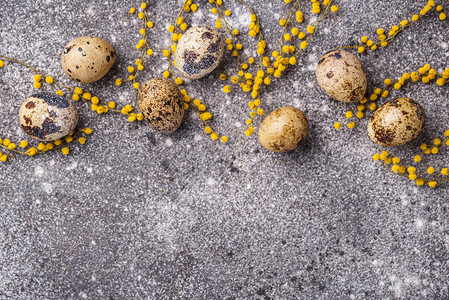 Quail鸡蛋和mimosa花朵图片