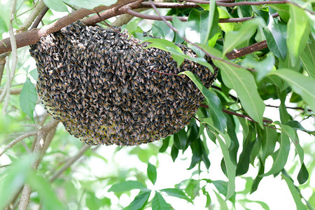 一群在蜂巢上工作的小蜜蜂大黄蜂在树上的黄色蜂窝上生图片