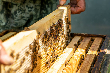 密闭着木板的木架子上装满蜂蜜的窝图片
