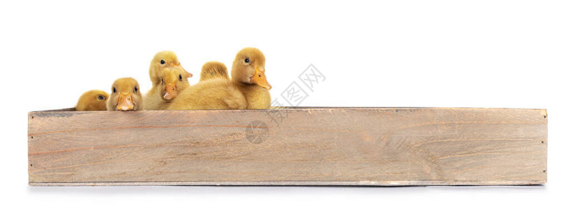 一群十天前的鸭鸡站在木箱里被孤高清图片