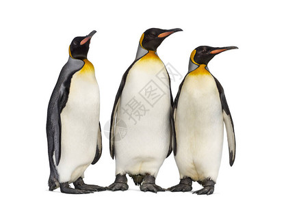 KINGKing企鹅群站在一起背景