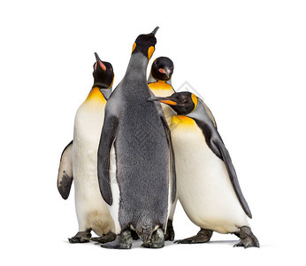 KINGKing企鹅群站在一起背景