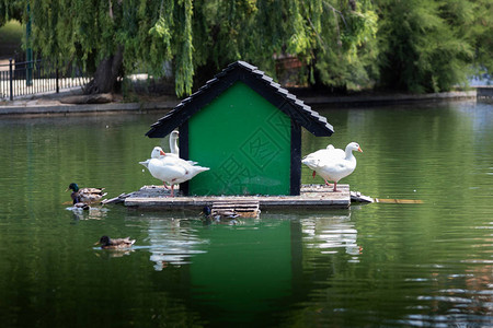 湖中一个美丽的房子图片