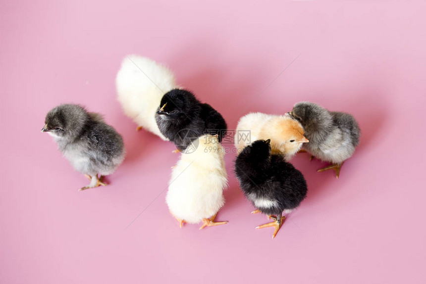 小鸡颜色不同白色黑色灰色的粉图片