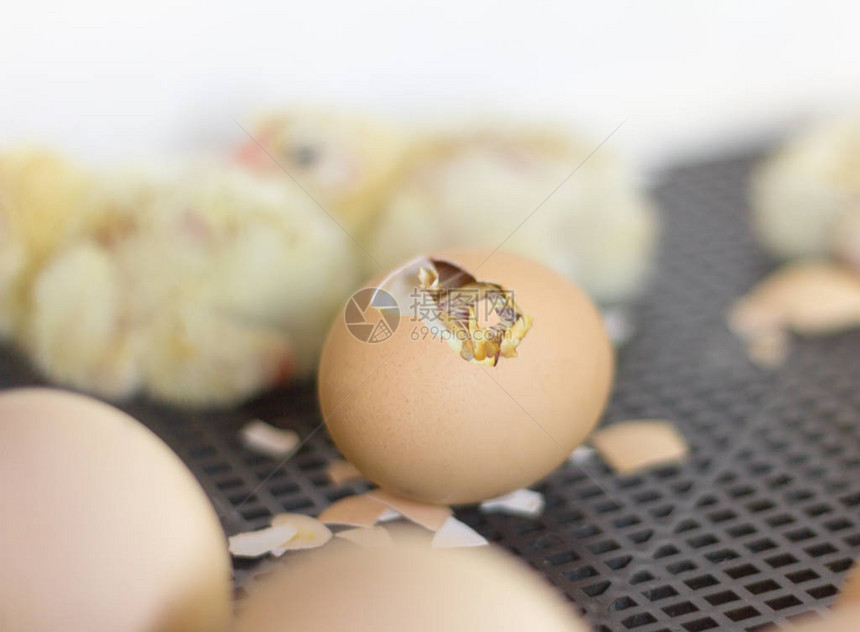 鸡蛋在孵化器里一个有洞的鸡蛋你可以图片