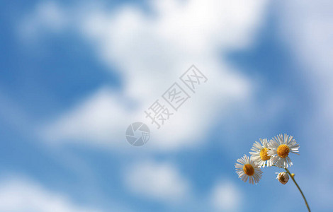蓝天上的小雏菊图片
