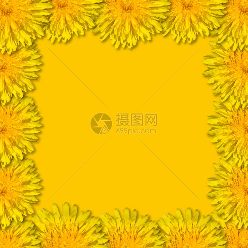 黄色的花朵排列在黄色背景上的方形框架中蒲公英的花卉框架复图片
