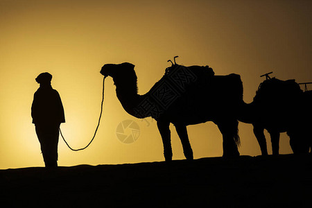 摩洛哥撒哈拉沙漠日出时骆驼大图片
