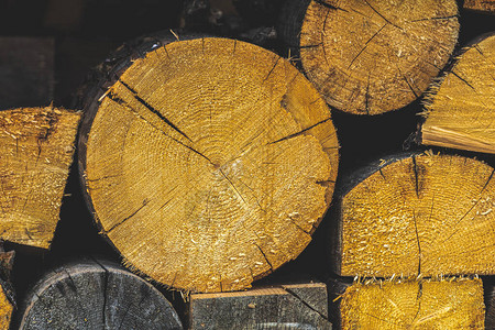 大切松树的抽象横截面松显示年轮图片