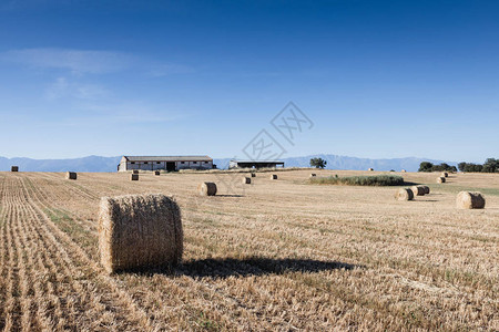 旱田里的农作物秸秆夏天的景色背景图片