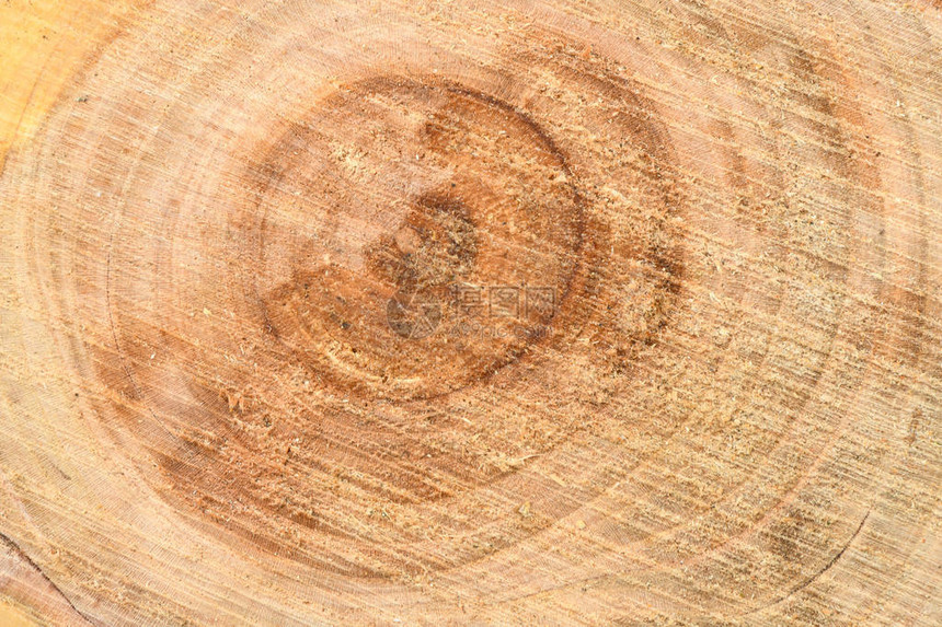 新鲜树桩表面的顶视图与年轮特写用作背景高分辨率图片