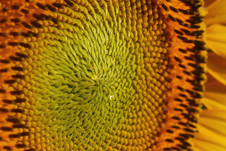 花粉向日葵花的美丽纹理抽象花自然背景背景图片