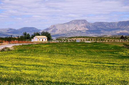 春天的花朵与后方的SierradeMaria山脉图片