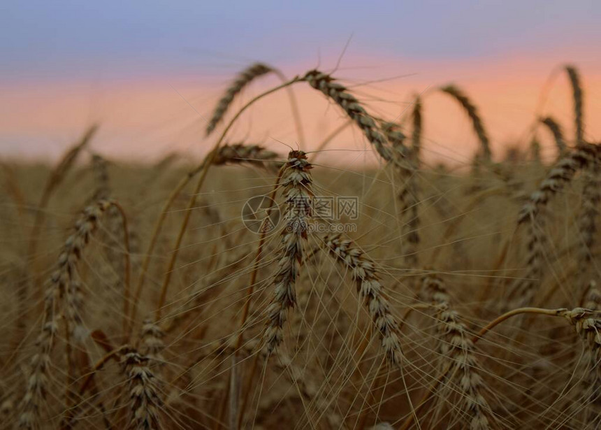 成熟的黄色小麦的特写图片