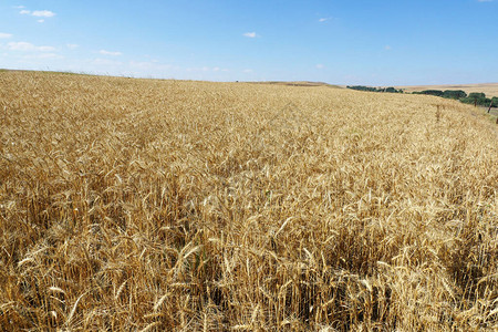 干燥的收获准备好的小麦植物背景图片