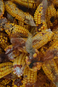 Kachan和秋天玉米的饲料种子图片