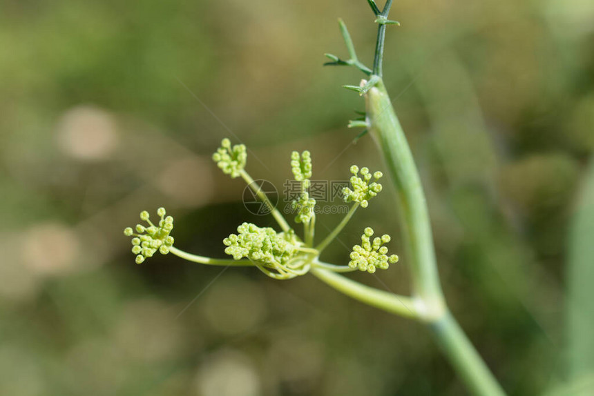 常见的茴香花蕾拉丁名Foeniculumv图片