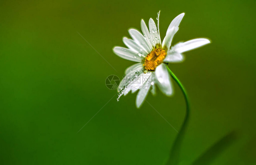 以露珠绿底色背景的单白色Daisy地图片