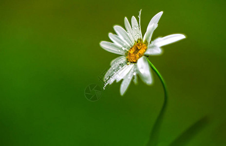 以露珠绿底色背景的单白色Daisy地图片