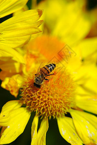 蜜蜂对黄色大花的授粉活动宏背景图片