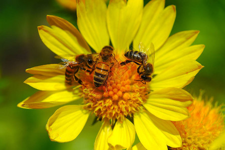 蜜蜂对黄色大花的授粉活动宏背景图片