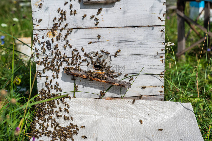 蜂蜜家庭在蜂窝入口爬蜜蜂在养蜂场的蜂巢图片