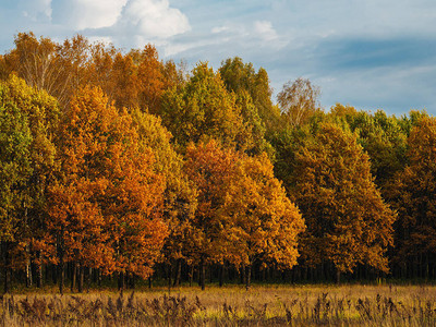 秋天的颜色美丽的秋天森林图片