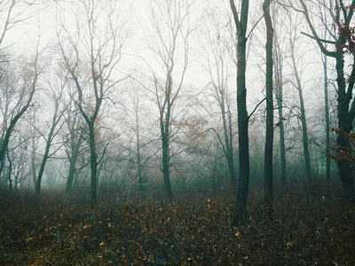 在一个沉闷的雾天森林里的雾图片