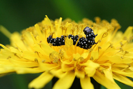 斑点蝴蝶毛虫孔雀盯着黄色花朵闭合图片