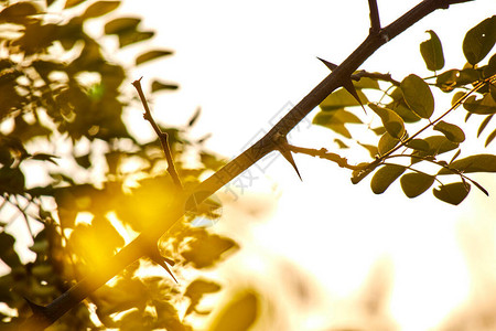 秋天阳光明媚的白天公园树枝b图片