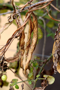 黄豆干枯黄豆荚可供采摘的豆类植物图片