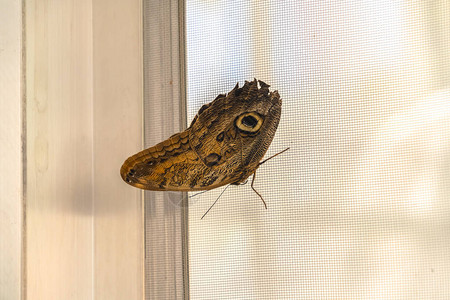 一只黄蝴蝶和黑蝴蝶紧贴在网状铁丝窗屏幕上图片