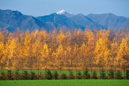 北海道秋天的风景图片