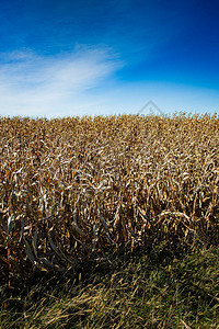 蓝天的干玉米田图片