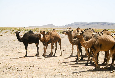 骆驼在摩洛哥撒哈拉沙漠图片
