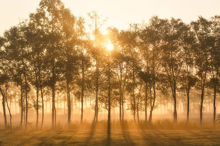 防风森林与日出背景图片