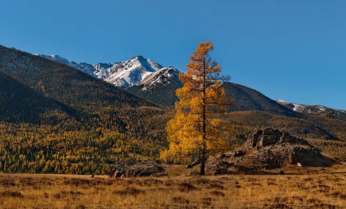 俄罗斯阿尔泰山北朱亚山脉的黄金秋天在Kurai草原中心地图片
