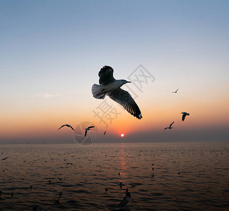 一群海鸥在日落时分飞过海面图片