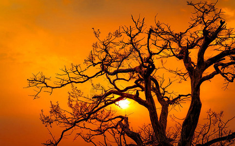 美丽的剪影光秃的树和落日的天空图片