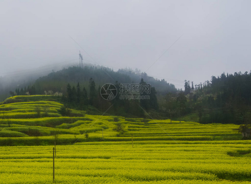 Canola田地Luoping带烟雾的图片